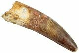 Fossil Spinosaurus Tooth - Huge Dinosaur Tooth #265063-1